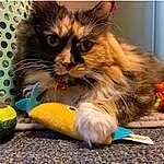 Cat, Orange, Carnivore, Felidae, Cat Toy, Whiskers, Small To Medium-sized Cats, Snout, Tail, Paw, Domestic Short-haired Cat, Furry friends, Cat Supply, Claw, Photo Caption, Comfort, Box, Maine Coon, Sitting