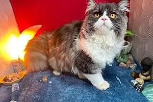 Name Persian Cat Burton