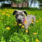 Flower, Plant, Dog, Dog breed, Carnivore, Fawn, Grassland, Companion dog, Grass, Tree, Groundcover, Meadow, Snout, Lawn, Working Animal, Whiskers, Herbaceous Plant, Landscape