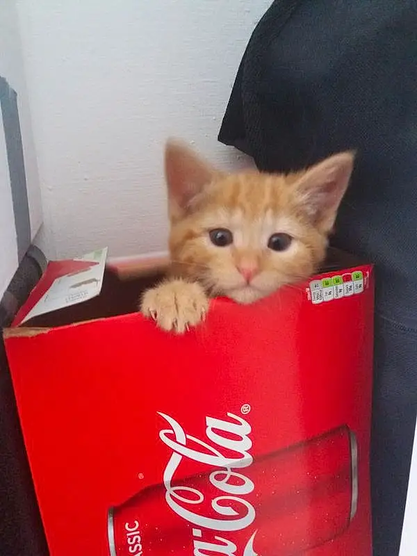 Cat, Kitten