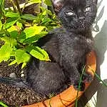 Cat, Black cats, Kitten, Korat, Burmese