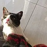 Cat, Whiskers, Domestic short-haired cat, European Shorthair, Kitten