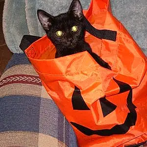 Halloween Cat Maggie