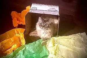 Oriental Longhair Cat Bently