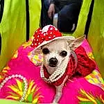 Dog, Dog Supply, Sunglasses, Hat, Dog Clothes, Dog breed, Carnivore, Eyewear, Textile, Sleeve, Pink, Costume Hat, Chihuahua, Companion dog, Fawn, Whiskers, Magenta, Sun Hat, Toy Dog, Pattern