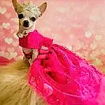 Mythical Creature, Toy, Pink, Headgear, Carnivore, Fawn, Magenta, Dog breed, Snout, Dog Supply, Companion dog, Whiskers, Doll, Tail, Fictional Character, Fashion Design, Chihuahua, Working Animal, Furry friends, Event