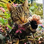 Plant, Cat, Botany, Felidae, Carnivore, Small To Medium-sized Cats, Grass, Fawn, Terrestrial Plant, Whiskers, Groundcover, Snout, Furry friends, Domestic Short-haired Cat, Garden, Flower, Spring, Shrub, Tree