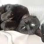 Cat, Black, Nose, Whiskers, Black cats, Kitten, Eyes, Furry friends, Persian