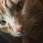 Cat, Whiskers, Nose, Snout, Skin, Eyes, Tabby cat, Kitten