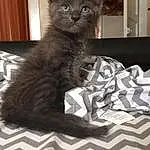 Cat, Whiskers, Kitten, Domestic short-haired cat