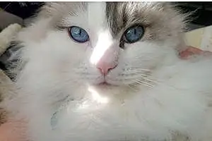 Name Ragdoll Cat Athena