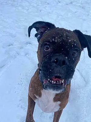 Winter Boxer Dog Floyd