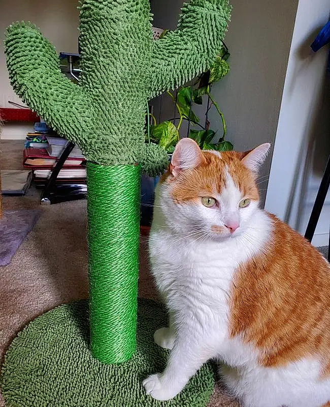 Cat, Cactus, Small To Medium-sized Cats, Felidae, Whiskers, Green, Tabby cat, European Shorthair, Plant, Domestic Short-haired Cat, Tail, Carnivore, American Wirehair, Aegean cat, Houseplant, Plant Stem, Polydactyl Cat, Fawn, Flower, Kitten