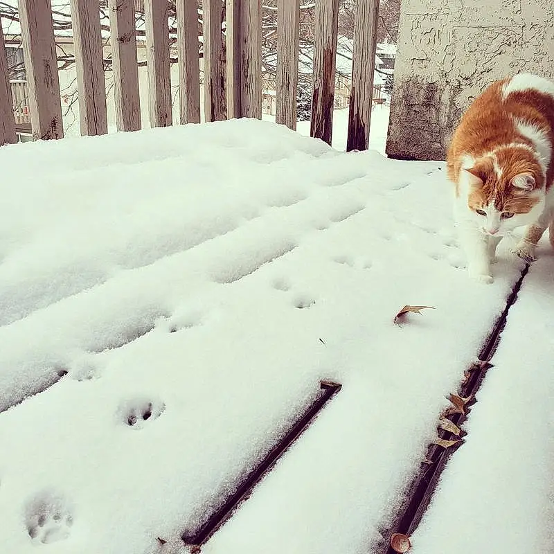 Snow, Winter, Freezing, Canidae, Winter Storm, Blizzard, Carnivore, Tail, Furry friends, Cat, Precipitation, Ice, Whiskers