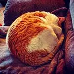 Comfort, Textile, Small To Medium-sized Cats, Cat, Felidae, Orange, Carnivore, Whiskers, Nap, Sleep, Furry friends, Fawn, Domestic Short-haired Cat, Blanket, Tabby cat, Cat Bed