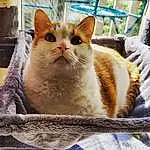 Cat, Eyes, Felidae, Carnivore, Small To Medium-sized Cats, Whiskers, Fawn, Snout, Cat Supply, Domestic Short-haired Cat, Furry friends, Window, Basket, Wood, Pet Supply, Rectangle, Paw