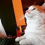 Whiskers, Small To Medium-sized Cats, Felidae, Cat, Carnivore, Laptop Part, Office Equipment, Computer Hardware, Computer Accessory, Orange, Input Device, Peripheral, Snout, Furry friends, Output Device, Personal Computer Hardware, Computer, Peach, Computer Keyboard