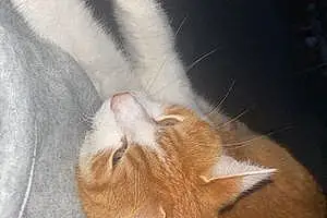 Tabby Cat Ginger