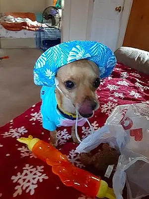 Chihuahua Dog George