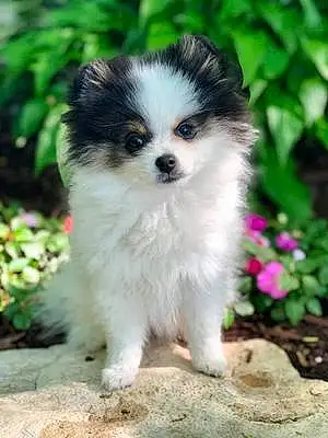 Pomeranian Dog Trinity