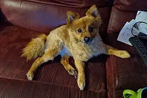 Name Pomeranian Dog Chewbacca