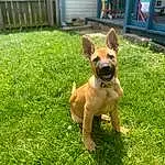 Dog, Plant, Carnivore, Dog breed, Grass, Fawn, Companion dog, Toy Dog, Fence, Snout, Working Animal, Tail, Groundcover, Terrestrial Animal, Home Fencing, Grassland, Canidae, Working Dog, Garden