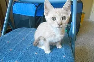 Name American Shorthair Cat Almond