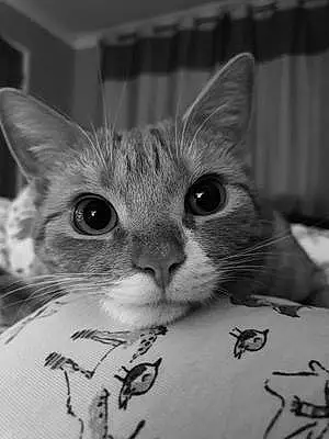 Name British Shorthair Cat Babs