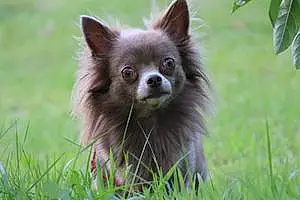 Name Chihuahua Dog Duncan