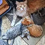 Cat, Felidae, Carnivore, Fawn, Small To Medium-sized Cats, Comfort, Tableware, Whiskers, Snout, Tail, Paw, Furry friends, Plate, Domestic Short-haired Cat, Claw, Companion dog, Box, Nap