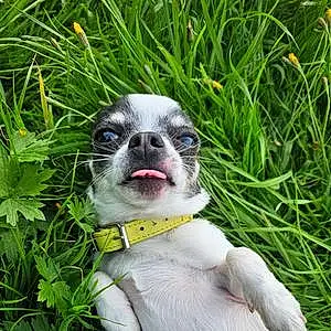 Name Chihuahua Dog Bronson