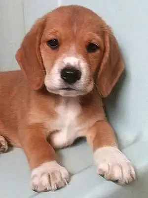 Name Beagle Dog Farley