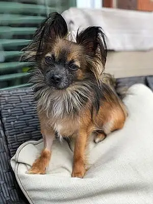 Name Chihuahua Dog Brinkley