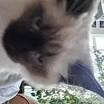 Cat, Felidae, Carnivore, Small To Medium-sized Cats, Whiskers, Fawn, Snout, Balinese, Thai, Tail, Furry friends, Domestic Short-haired Cat, Paw, Grass, Tree, Photo Caption, Birman, Beard