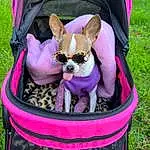 Green, Purple, Sunglasses, Pink, Plant, Headgear, Fawn, Violet, Grass, Toy, Magenta, Fashion Accessory, Pattern, Bag, Baby Products, Personal Protective Equipment, Reptile, Wool, Circle, Plush