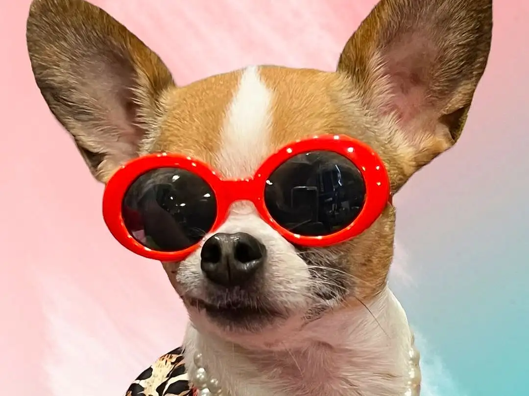 Glasses, Dog, Sunglasses, White, Dog Supply, Dog breed, Carnivore, Ear, Eyewear, Chihuahua, Collar, Companion dog, Headgear, Fawn, Working Animal, Dog Clothes, Whiskers, Costume Hat, Toy Dog, Snout