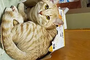 Name American Shorthair Cat Gilly