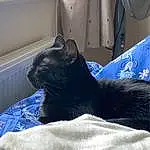 Cat, Window, Comfort, Carnivore, Felidae, Grey, Whiskers, Small To Medium-sized Cats, Tints And Shades, Black cats, Tail, Snout, Electric Blue, Linens, Furry friends, Domestic Short-haired Cat, Bed, House, Bedding, Mechanical Fan