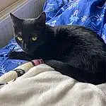 Cat, Blue, Comfort, Carnivore, Textile, Felidae, Grey, Whiskers, Small To Medium-sized Cats, Black cats, Tail, Linens, Electric Blue, Bed, Furry friends, Bedding, Domestic Short-haired Cat, Bombay, Nap, Cat Supply