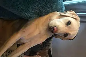 Name Labrador Retriever Dog Bonny