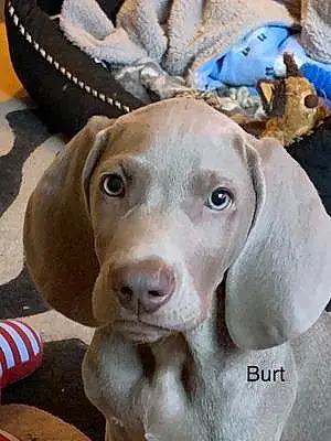 Name Dog Burt