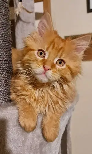 Name Maine Coon Cat Ginny