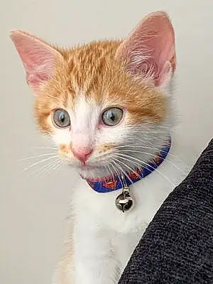 Name British Shorthair Cat Alan