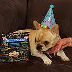 Dog, Party Hat, Bulldog, Dog breed, Carnivore, Dog Supply, Working Animal, Comfort, Companion dog, Fawn, Toy Dog, Snout, Dessert, Canidae, Wrinkle, Sweetness, Terrestrial Animal, Cone, Whiskers