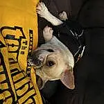 Photograph, Dog breed, Carnivore, Working Animal, Sleeve, Yellow, Fawn, Companion dog, Snout, Terrestrial Animal, T-shirt, Recreation, Canidae, Font, Livestock, Plastic Bag, Grass