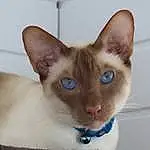 Cat, Siamese, Felidae, Carnivore, Small To Medium-sized Cats, Whiskers, Fawn, Ear, Snout, Terrestrial Animal, Furry friends, Domestic Short-haired Cat, Electric Blue, Pleased, Thai, Balinese
