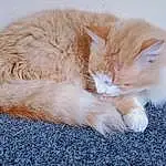 Cat, Carnivore, Comfort, Small To Medium-sized Cats, Felidae, Whiskers, Fawn, Snout, Tail, Paw, Domestic Short-haired Cat, Foot, Furry friends, Claw, Nap, Sitting, Sleep