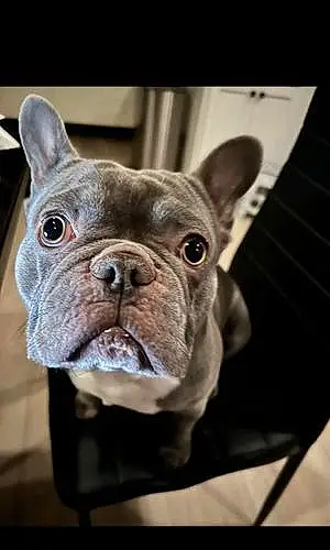 Name French Bulldog Dog Braxton