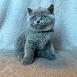 Cat, Felidae, Carnivore, Small To Medium-sized Cats, Window, Whiskers, Grey, Fawn, Snout, Russian blue, Terrestrial Animal, Domestic Short-haired Cat, Tail, Sculpture, Paw, Furry friends