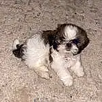 Dog, Carnivore, Dog breed, Companion dog, Liver, Fawn, Shih Tzu, Toy Dog, Snout, Terrier, Canidae, Small Terrier, Furry friends, Dog Supply, Maltepoo, Mal-shi, Working Animal, Yorkipoo, Tail